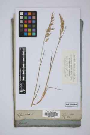 Festuca rubra L.