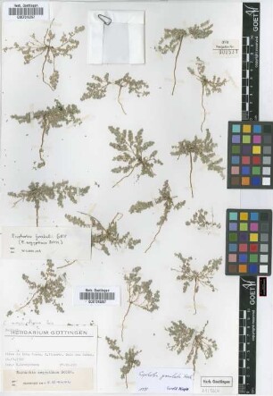Euphorbia aegyptiaca Boiss.