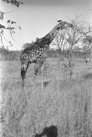 Eine Giraffe : Giraffe an einem Akazienbaum
