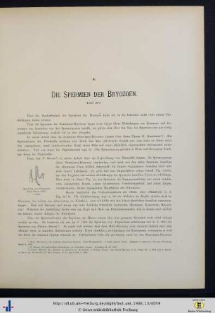 Die Spermien der Bryozoen.