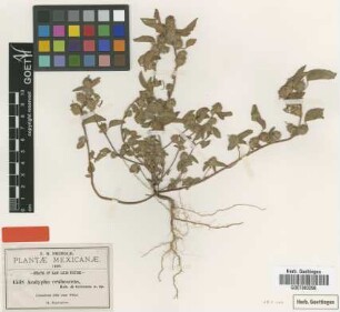 Acalypha erubescens B.L.Rob. & Greenm. [type]