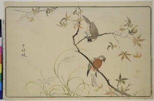 Japanisches Mövchen-Paar auf einem Ahorn, aus dem Buch: Bilder importierter Vögel