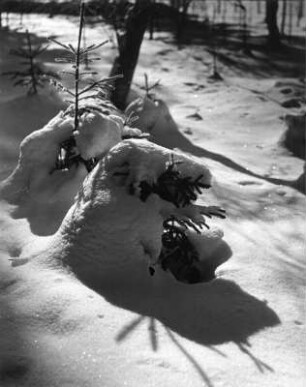 Winterbilder. Kleine Nadelbäume im tiefen Schnee