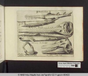 Marina: verschiedene Fische