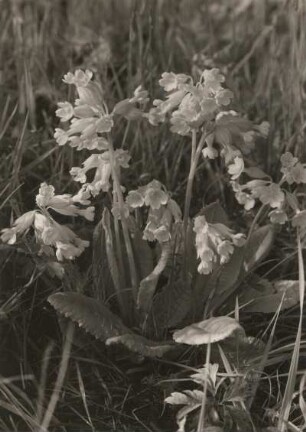 Echte Schlüsselblume (Primula veris) im Sattelberggebiet