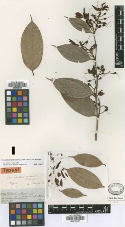 Cavendishia tarapotana (Meisn.) Benth. & Hook.f. var. Not on Sheet tarapotana