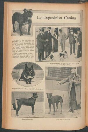 La exposición canina