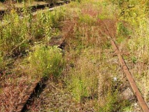 zugewachsene Gleise an der stillgelegten Bahnstrecke Aschersleben-Quedlinburg