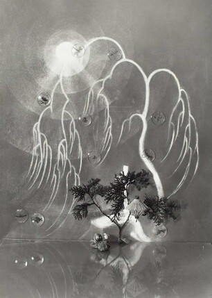 Arrangement mit japanischen Stilelementen : "Alle Dinge haben Sprache" (Fotomärchenbuch. Dresden, 1946). Illustration zum Märchen-Gedicht von Else Seifert "Im Vollmondschein". Arrangement mit japanischen Stilelementen