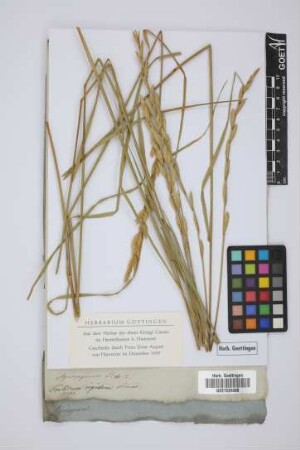 Triticum rigidum Schrad.