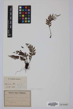 Asplenium canariense Willd.