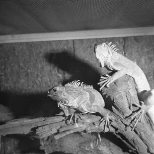 Leguane im Vivarium der Landessammlungen für Naturkunde.