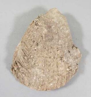 Muschelschale