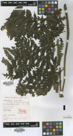 Megalastrum aureisquama M.Kessler & A.R.Sm. [paratype]