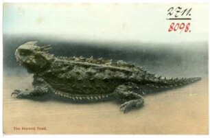 The Horned Toad