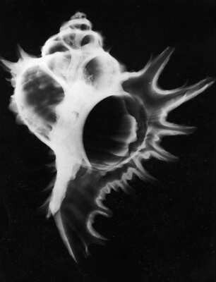 Murex inflatus (Riesenstachelschnecke), Röntgenaufnahme