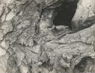 Wasserfledermaus (Myotis daubentonii KUHL.), vor dem Abflug vom Baumversteck