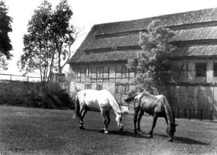 Gemeinde Trittau (Stormarn). Grönwohlder Drahtmühle. Pferde auf der Koppel
