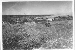 Türkei. Landschaft mit Kamelen (Muttertier und Jungtier)