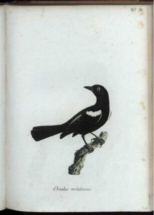 No. 31. [bis] No. 40. [siehe arabische Paginierung]