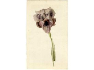 "Iris"
