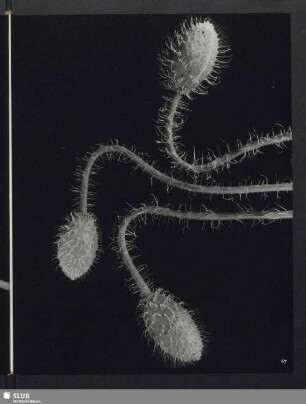 Papaver somniferum, Mohnknospen
