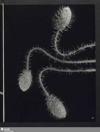 Papaver somniferum, Mohnknospen