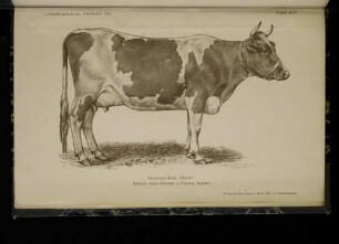 Tafel XII. Guernsey-Kuh "Muriel"