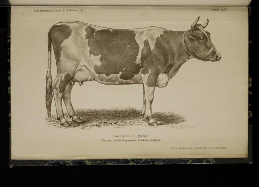 Tafel XII. Guernsey-Kuh "Muriel"
