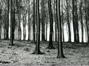 Beschneite Baumstämme im Wald