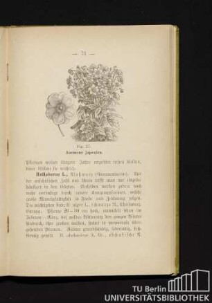 Fig. 27. Anemone japonica.