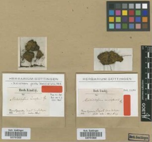 Mielichhoferia microstoma Hampe [type]