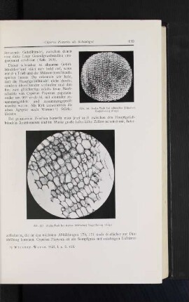 Abb. 166 Aralia-Mark bei schwacher (15facher) Vergrößerung (Orig.) Abb. 167 Aralia-Mark bei starker (120facher) Vergrößerung (Orig.)