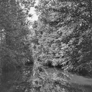 Trotzkefließ in Leipe. Bäume spiegeln sich im Wasser des Flusses. : Groble w Lipjem. Štomy špiheluja so we wodźe rěki.