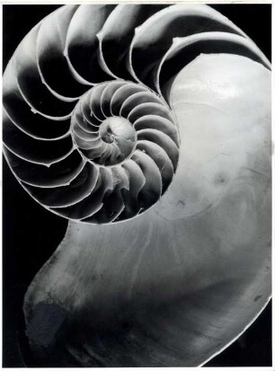 Gehäuse des Tintenfisches Nautilus pompilius L., aufgesägt, Philippinen
