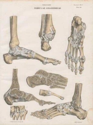 Ligamenta sinistri pedis