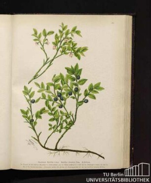 Vaccinium Myrtillus Linné. Myrtillus silvaticus Drey. Heidelbeere.