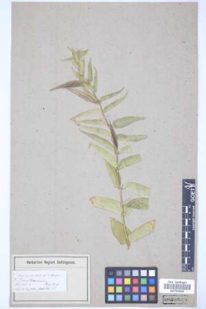 Vincetoxicum