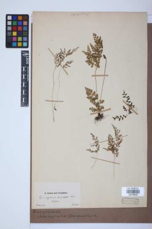 Anogramma chaerophylla (Desv.) Link