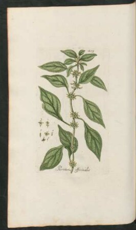 459. Parietaria officinalis