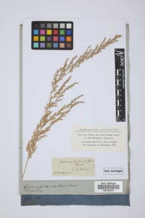 Gynerium saccharoides Humb. Bonpl.