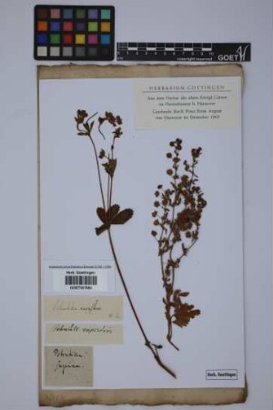 Potentilla supina