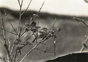 Bergfink (Nordfink, Fringilla montifringilla L.), adulter Vogel