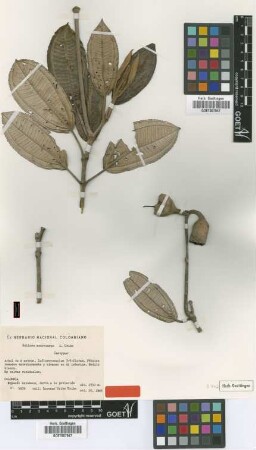 Huilaea macrocarpa L.Uribe [isotype]