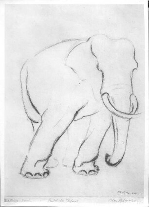 Pendelnder Elefant. Bleistiftzeichnung (wohl nach 1945; E. Richter). Dresden-Striesen, Borsbergstraße 11, Atelier der Künstlerin