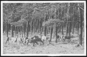 Moritzburg. Wildpark - Hirsche