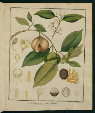 5r, Myristica moschata