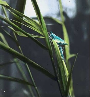 Insekten. Libelle (Odonata), ausschlüpfend