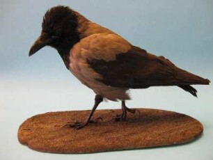 Nebelkrähe, Corvus corone cornix
