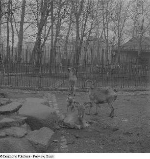 Mufflons im Zoo